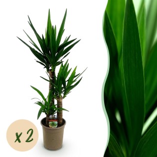 Green Boutiq - Houseplant - Yucca Elephantipes - Yucca - Low Maintenance - Green - 2 - Pot 21Cm - Height 100Cm