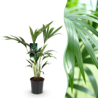 Green Boutiq - Houseplant - Howea Forsteriana - Kentia Palm - Low Maintenance - Green - 1 Plant - Pot 17Cm - Height 70-75Cm