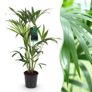 Howea Forsteriana - Kentia Palm - Pot 19Cm - Hauteur 80-85Cm