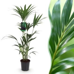Green Boutiq - Houseplant - Howea Forsteriana - Kentia Palm - Low Maintenance - Green - 1 Plant - Pot 21Cm - Height 120-130Cm