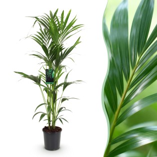 Green Boutiq - Houseplant - Howea Forsteriana - Kentia Palm - Low Maintenance - Green - 1 Plant - Pot 24Cm - Height 140-150Cm