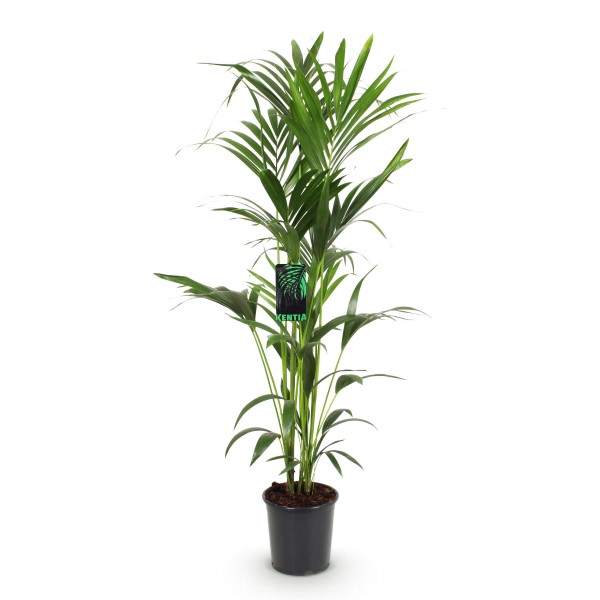 Kentia (howea) forsteriana | Howea Forsteriana 230cm kopen