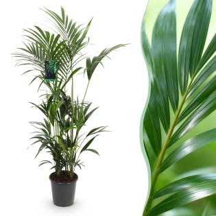 Green Boutiq - Houseplant - Howea Forsteriana - Kentia Palm - Low Maintenance - Green - 1 Plant - Pot 27Cm - Height 160-170Cm