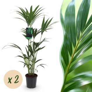 Green Boutiq - Houseplant - Howea Forsteriana - Kentia Palm - Low Maintenance - Green - 2 Plants - Pot 21Cm - Height 120-130Cm