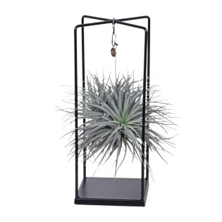 Tillandsia Mix 1 Piece Ø20Cm - ↕20Cm