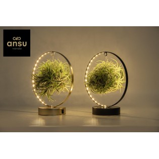 Tillandsia Led Edition Mix - 2 Pieces - Ø11 Cm - ↕23 Cm
