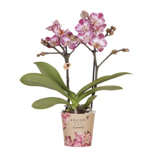Kolibri Orchids | Pink-Purple Phalaenopsis Orchid Pot Size Ø9Cm | Bora Bora | Flowering Houseplant – Fresh From The Grower