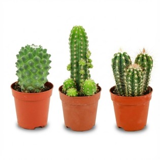 Mini Cactus Set - 3 Pieces - Ø 5.5 Cm - Height: 5-10 Cm