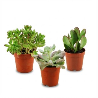 Mini Succulent Mix - 3 Pieces - Ø 5,5 Cm - Height: 5-10 Cm