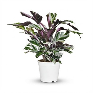 Calathea Fushion Blanc - Ø 14 Cm - Hauteur: 35 - 40 Cm