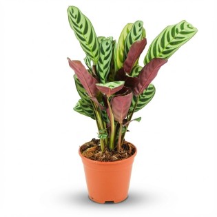 Ctenathe Burle-Marxii - Ø 14 Cm - Height: 35 - 40 Cm