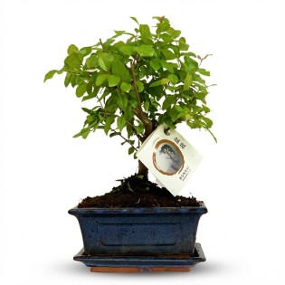 Bonsai - Hauteur: 25-30 Cm (Mix céramiques)