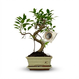 Bonsai S Shape Tree - Ø 15 Cm - Height: 30-35 Cm (Mix Ceramics)