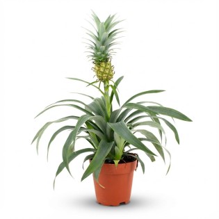 Pineapple Plant Mi Amigo - Ø 12 Cm - Height: 35 - 40 Cm