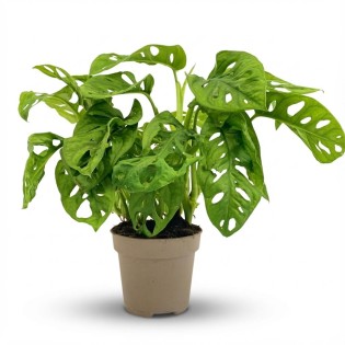 Monstera Adansonii Monkey Mask - Ø 12 Cm - Height: 25-35Cm