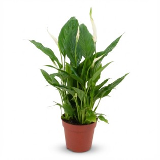 Spathiphyllum - Ø 12 Cm - Height: 35 - 40 Cm
