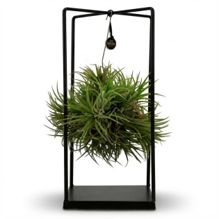 Tillandsia Air Plant In Decor - Ø 14 Cm - Height: 37 Cm