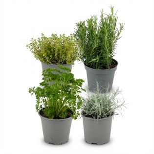 Italian Herb Mix - 4 Pieces - Ø 12 Cm - Height: 12-15 Cm