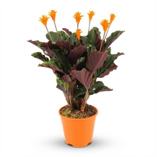 Calathea Crocata - Ø 14 Cm - Height: 40 - 45Cm