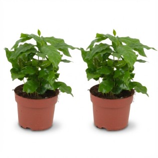 2X Coffea Arabica Coffee Plant - Ø 12 Cm - Height: 25 Cm
