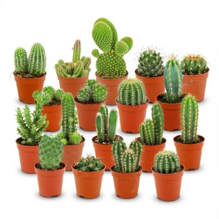 Mini Cactus Set - 18 Pieces - Ø 5.5 Cm - Height: 5-10 Cm