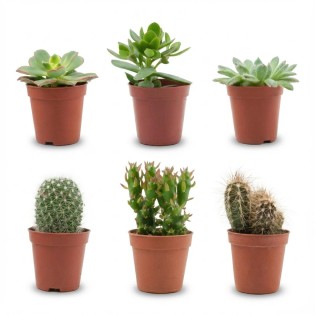 Mix Of Real Cacti And Succulents - 6 Pieces - Ø 5,5 Cm - Height: 5-10 Cm