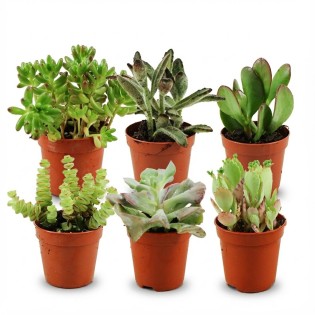 Mini Succulent Mix - 6 Pieces - Ø 5,5 Cm - Height: 5-10 Cm