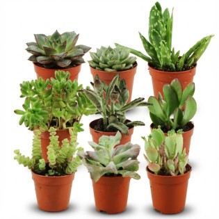 Mini Succulent Mix - 9 Pieces - Ø 5,5 Cm - Height: 5-10 Cm
