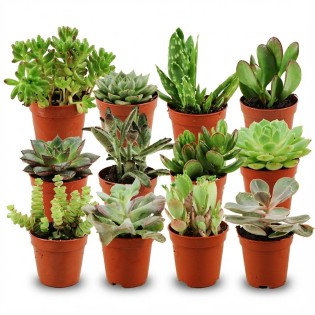 Mini Succulent Mix - 12 Pieces - Ø 5,5 Cm - Height: 5-10 Cm