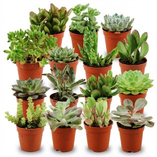 Mini Succulent Mix - 15 Pieces - Ø 5,5 Cm - Height: 5-10 Cm