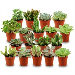 Mini Succulent Mix - 18 Pieces - Ø 5,5 Cm - Height: 5-10 Cm