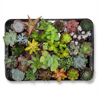 Mini Succulent Mix - 30 Pieces - Ø 5,5 Cm - Height: 5-10 Cm
