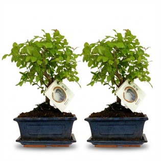 Bonsai Ball Shape Tree - 2 Pieces - Height: 25-30 Cm (Mix Ceramics)