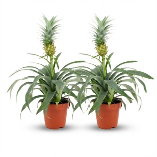 Pineapple Plant Mi Amigo - 2 Pieces - Ø 12 Cm - Height: 35 - 40 Cm