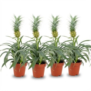 Pineapple Plant Mi Amigo - 4 Pieces - Ø 12 Cm - Height: 35 - 40 Cm
