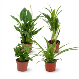 Air Purifying Indoor Plants - Ø 12 Cm - Height: 30-40 Cm