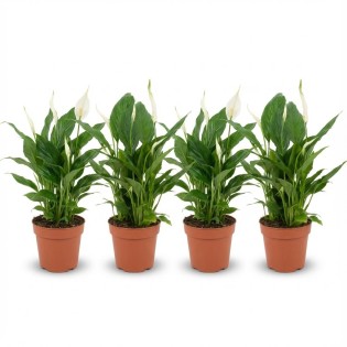 Spathiphyllum Peace Lily - 4 Pieces - Ø 12 Cm - Height: 35 - 40 Cm