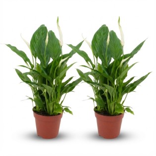 Spathiphyllum Peace Lily - 2 Pieces - Ø 12 Cm - Height: 35 - 40 Cm