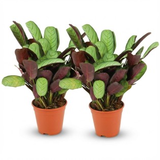 Ctenanthe Amagris - 2 Pieces - Ø 14 Cm - Height: 25 - 35 Cm