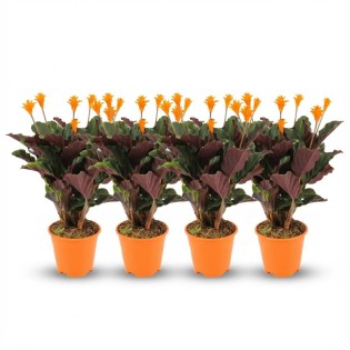 Calathea Crocata - 4 Pieces - Ø 14 Cm - Height: 40 - 45Cm