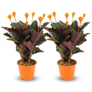 Calathea Crocata - 2 Pieces - Ø 14 Cm - Height: 40 - 45Cm