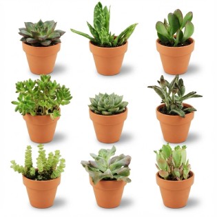 Mini Succulent Mix - 9 Pieces - Ø 8,1 Cm - Height: 5-10 Cm - Terracotta Pots