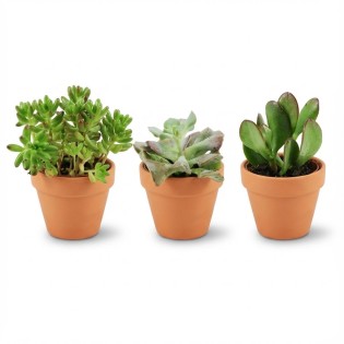 Mini Succulent Mix - 3 Pieces - Ø 8,1 Cm - Height: 5-10 Cm - Terracotta Pots