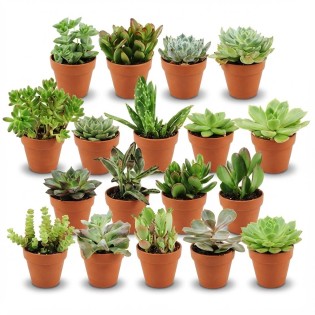 Mini Succulent Mix - 18 Pieces - Ø 8,1 Cm - Height: 5-10 Cm - Terracotta Pots