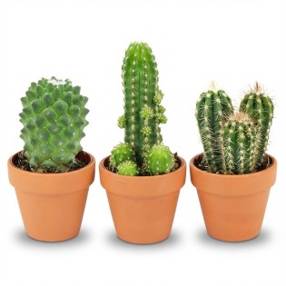 Mini Cactus Mix - 3 Pieces - Ø 8,1 Cm - Height: 5-10 Cm - Terracotta Pots