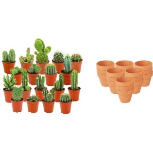 Mini mélange de cactus - 18 pièces - Ø 8,1 Cm - Hauteur: 5-10 Cm - Pots en terre cuite