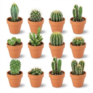 Mini Cactus Mix - 12 Pieces - Ø 8,1 Cm - Height: 5-10 Cm - Terracotta Pots