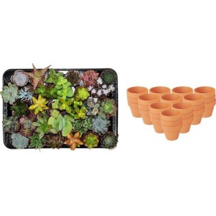 Mini Succulent Mix - 30 Pieces - Ø 8,1 Cm - Height: 5-10 Cm - Terracotta Pots