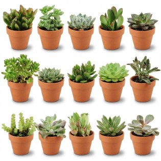 Mini Succulent Mix - 15 Pieces - Ø 8,1 Cm - Height: 5-10 Cm - Terracotta Pots