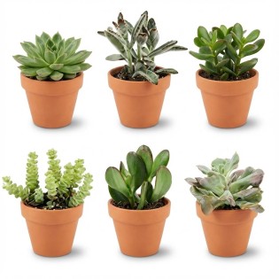 Mini Succulent Mix - 6 Pieces - Ø 8,1 Cm - Height: 5-10 Cm - Terracotta Pots
